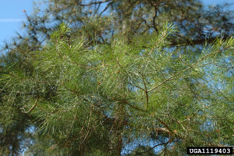 spruce pine (Pinus glabra Walt.)