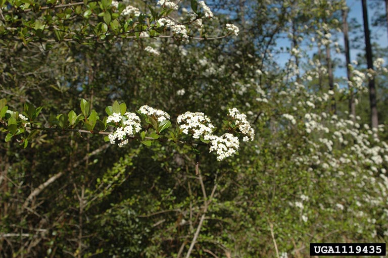 walters viburnum
