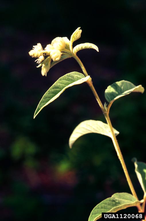woolly croton (Croton capitatus Michx.)