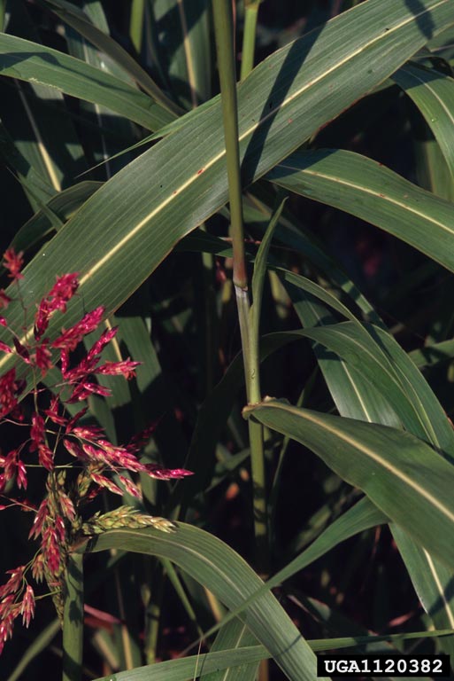 Photo by James H. Miller & Ted Bodner, Southern Weed Science Society, Bugwood.org 1120382