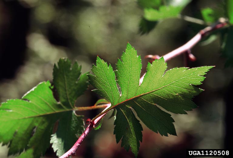 parsley hawthorn (Crataegus marshallii)