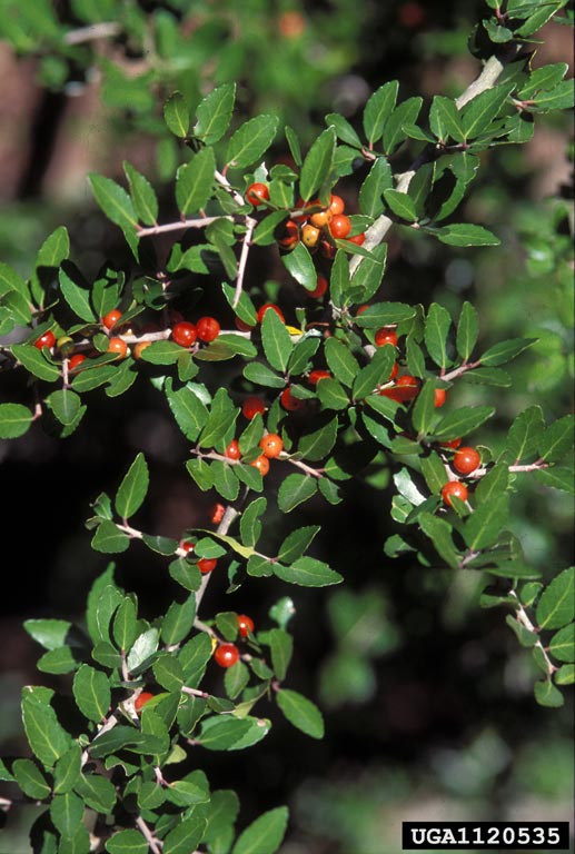yaupon (Ilex vomitoria)
