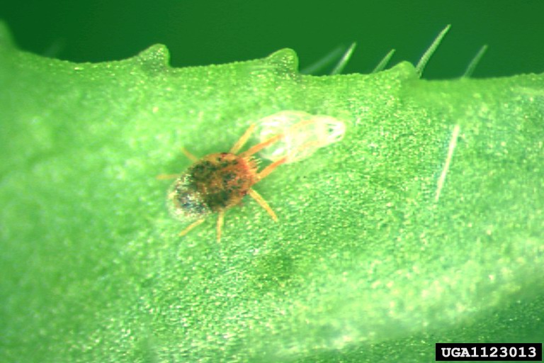 clover mite (Bryobia praetiosa)
