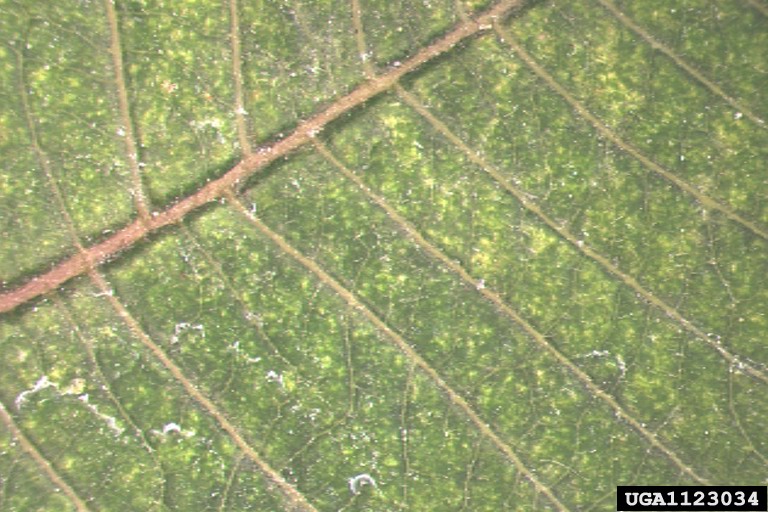 Lewis spider mite (Eotetranychus lewesi ) on poinsettia (Euphorbia