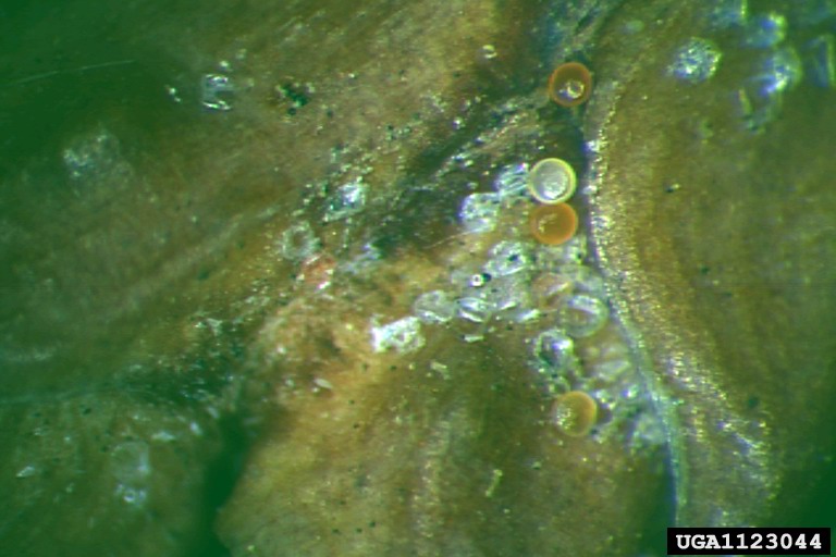 arborvitae spider mite (Platytetranychus thujae)