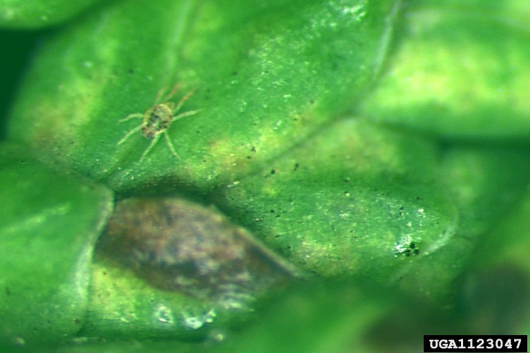 arborvitae spider mite (Platytetranychus thujae)