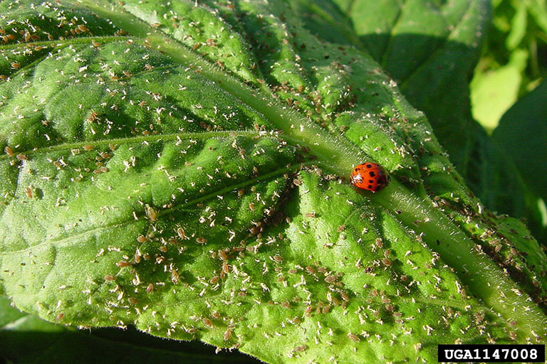 aphids on tobacco plants tobacco aphid (Myzus persicae nicotianae Blackman, 1987)