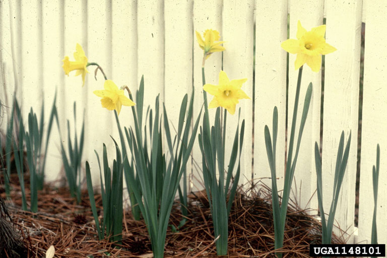 Daffodil Genus 9 Letters Crossword at Alvarez blog