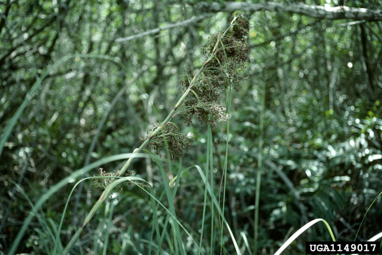 sawgrass (Genus Cladium)