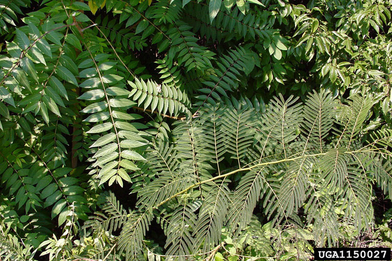 treeofheaven (Ailanthus altissima)