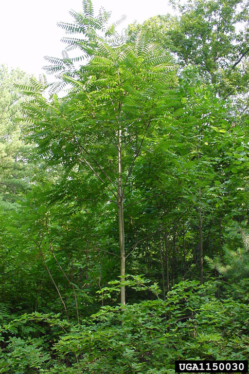 treeofheaven (Ailanthus altissima)