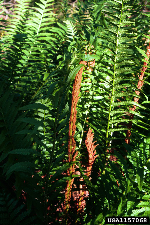 cinnamon fern (Osmundastrum cinnamomeum)