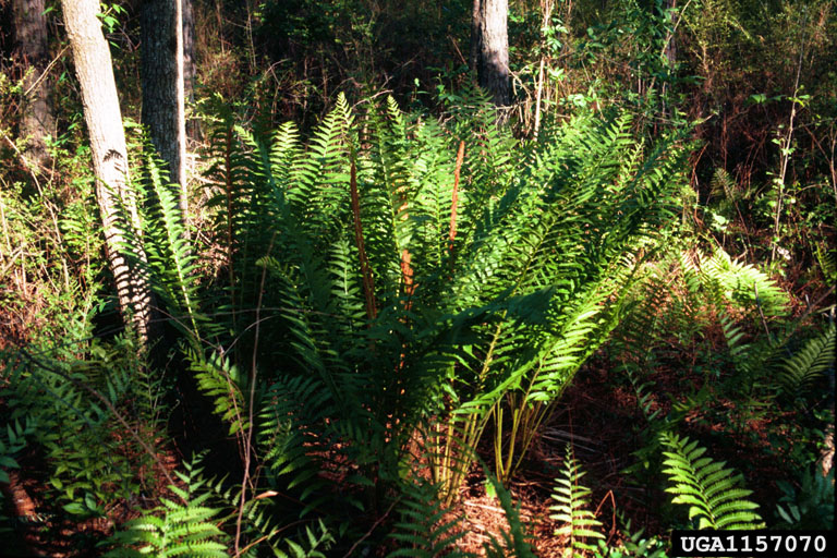 cinnamon fern (Osmundastrum cinnamomeum)
