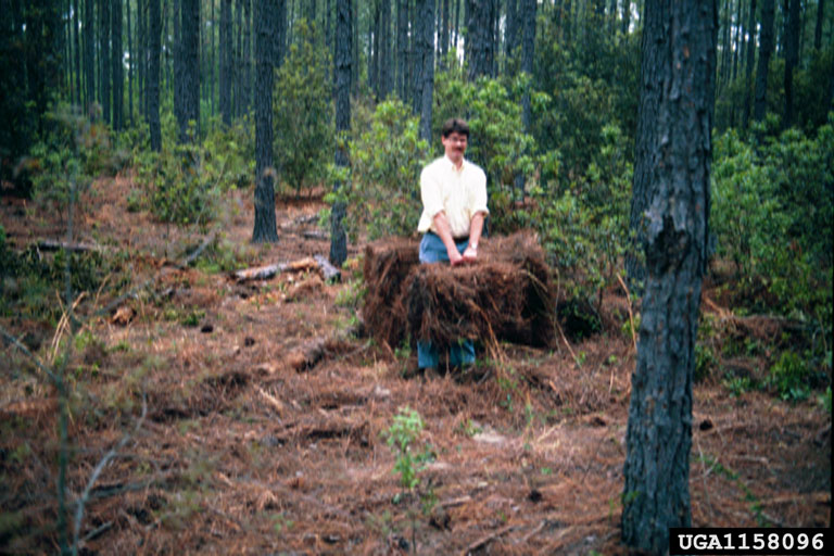 pine straw on slash pine (Pinus elliottii ) 1158096