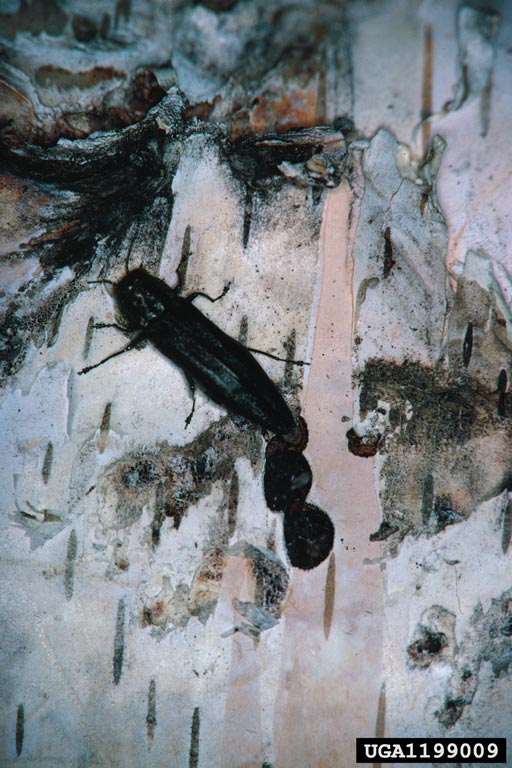 bronze birch borer (Agrilus anxius)