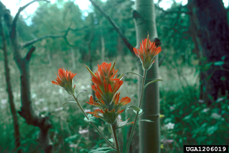 Wyoming Indian paintbrush (Castilleja linariifolia Benth.)