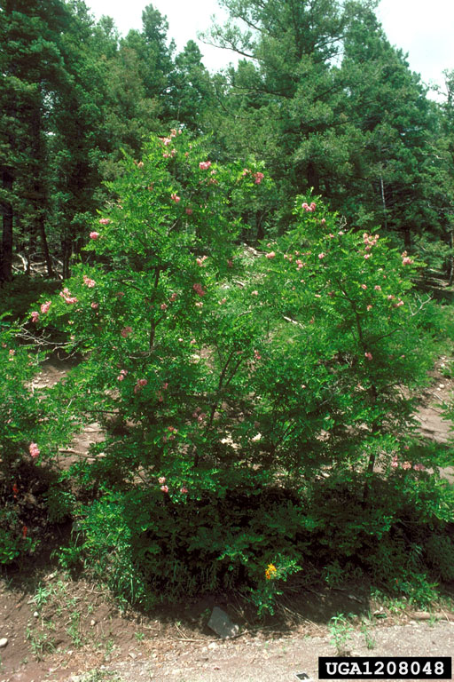 New Mexico locust (Robinia neomexicana)