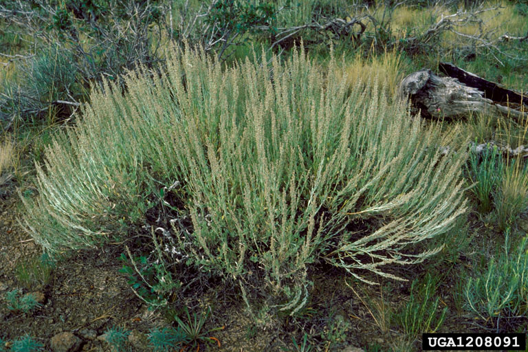 mountain big sagebrush, Artemisia tridentata ssp. vaseyana (Asterales