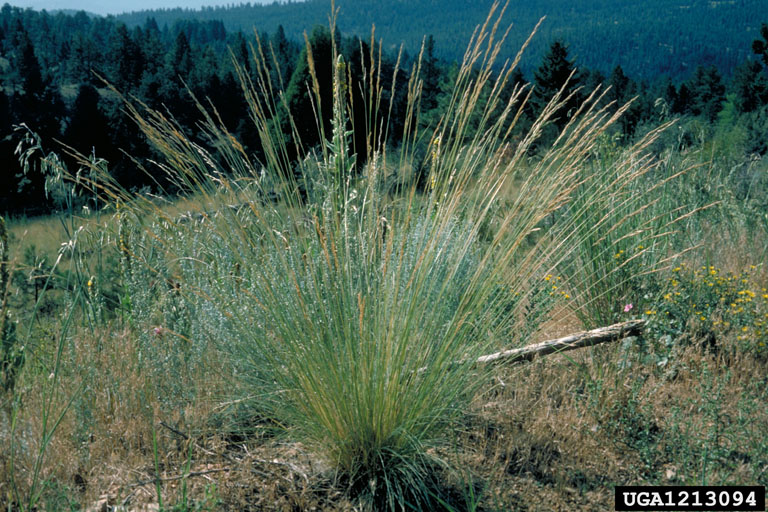 Arizona fescue, Festuca arizonica (Cyperales Poaceae) 1213094