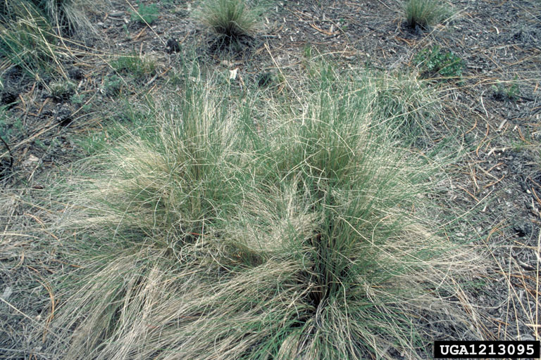 Arizona fescue, Festuca arizonica (Cyperales Poaceae) 1213095