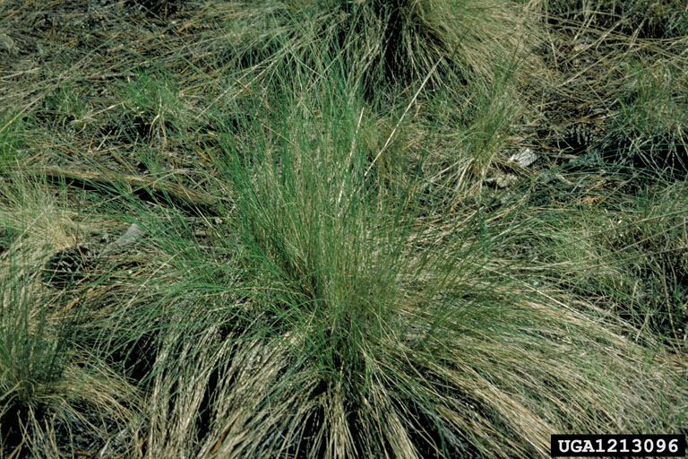 Arizona fescue, Festuca arizonica (Cyperales Poaceae) 1213096