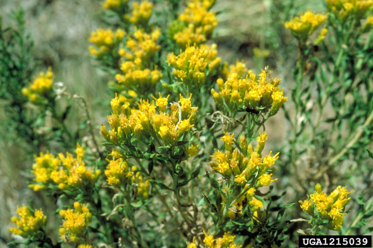 Douglas rabbitbrush (Chrysothamnus viscidiflorus (Hook.) Nutt.)
