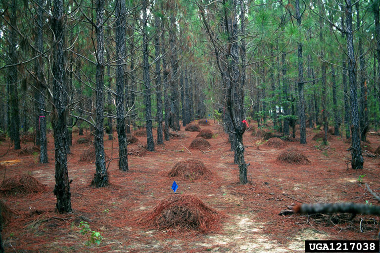 pine straw on slash pine (Pinus elliottii ) 1217038