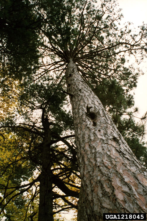 red pine (Pinus resinosa)
