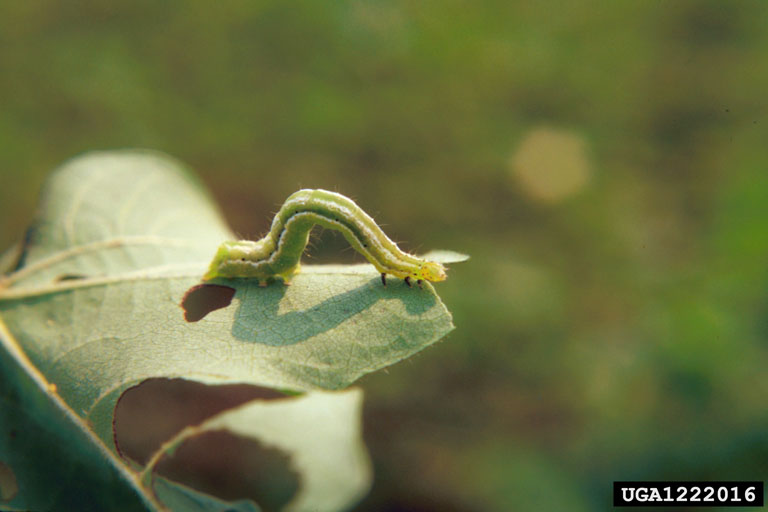 cutworms, loopers, owlet moths, and underwings (Family Noctuidae)