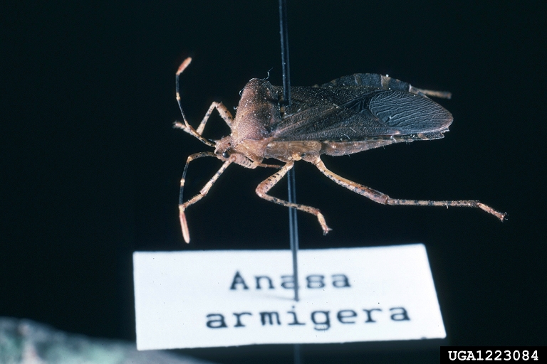 horned squash bug (Anasa armigera)