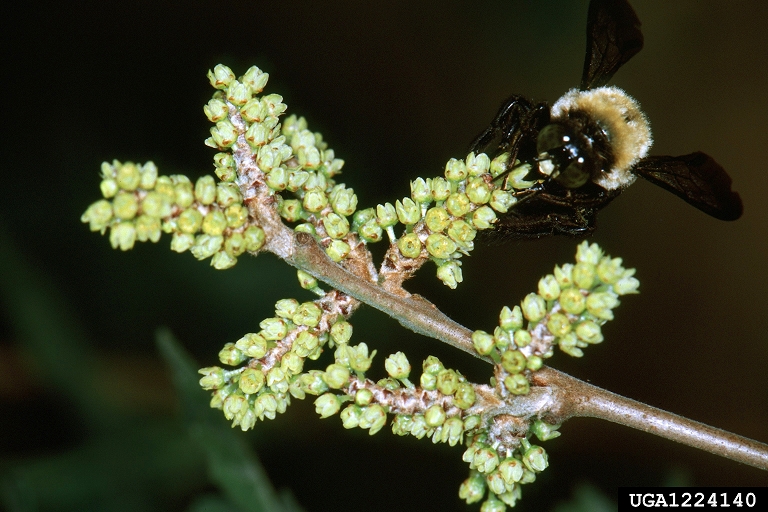 fragrant sumac (Rhus aromatica)