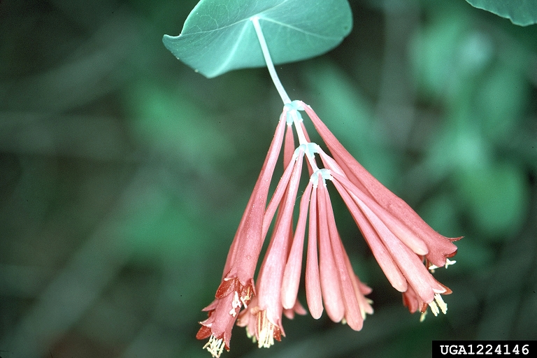 trumpet honeysuckle (Lonicera sempervirens)