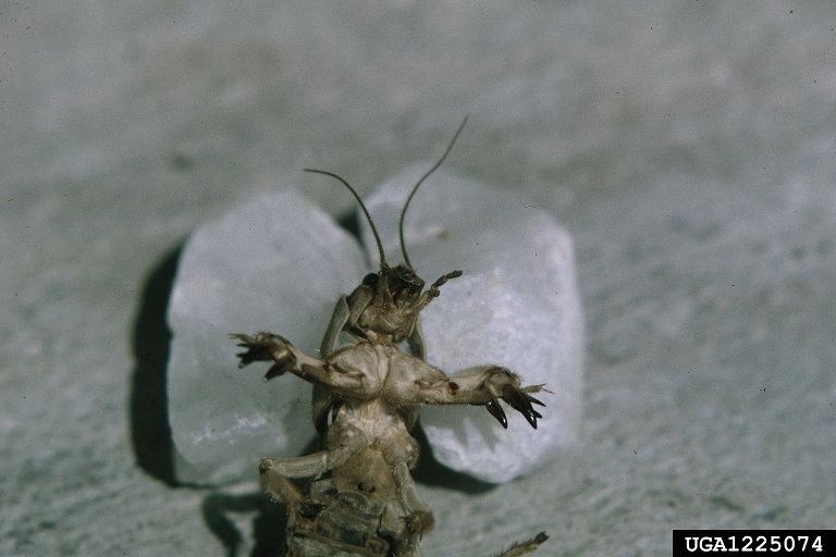 mole crickets (Family Gryllotalpidae)