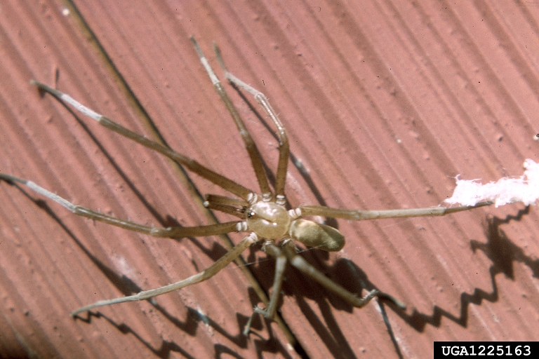 Southern house spider (Kukulcania hibernalis)