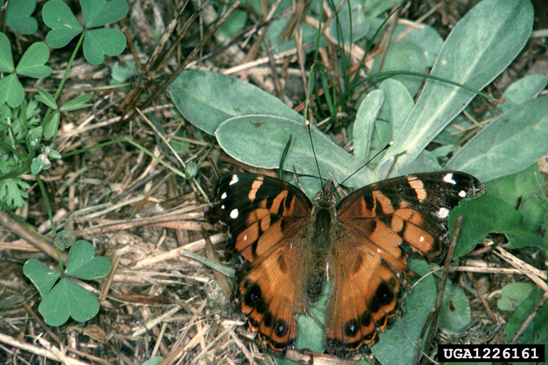 American lady (Vanessa virginiensis)