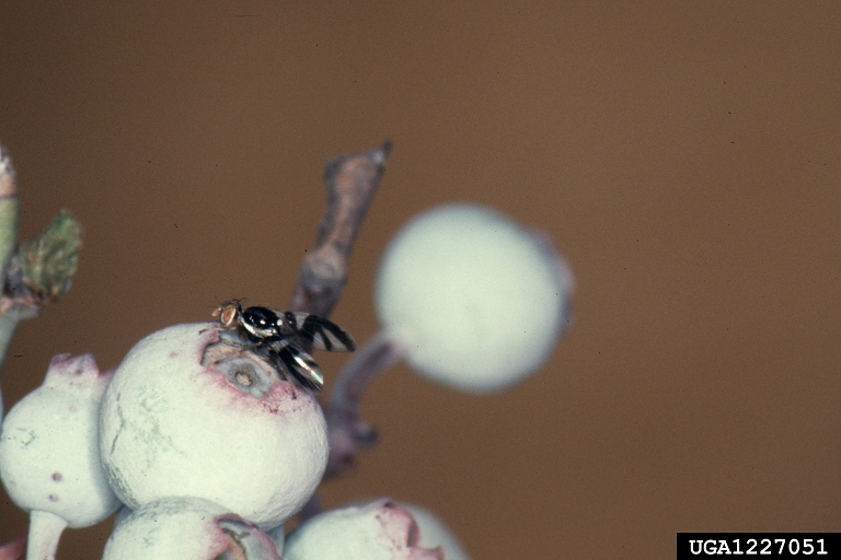 blueberry maggot (Rhagoletis mendax)