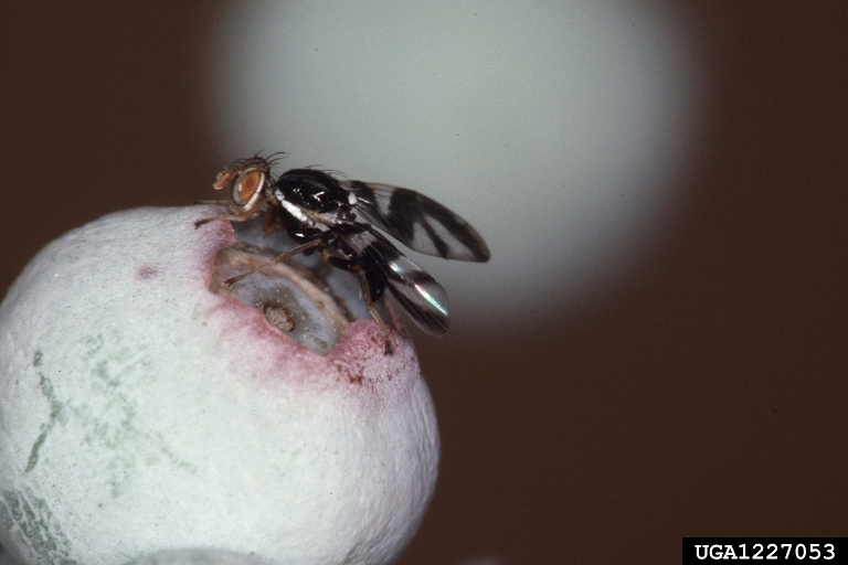 blueberry maggot (Rhagoletis mendax)