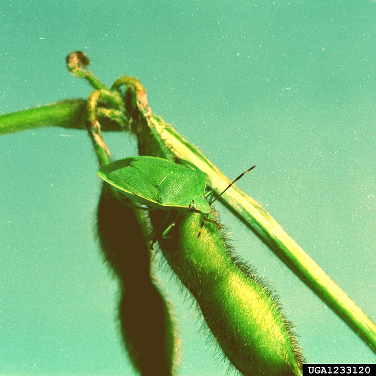 southern green stink bug (Nezara viridula)