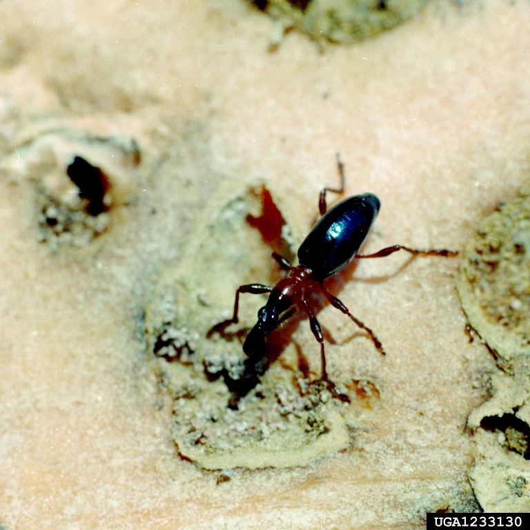 sweetpotato weevil (<em>Cylas formicarius</em>) adult(s)