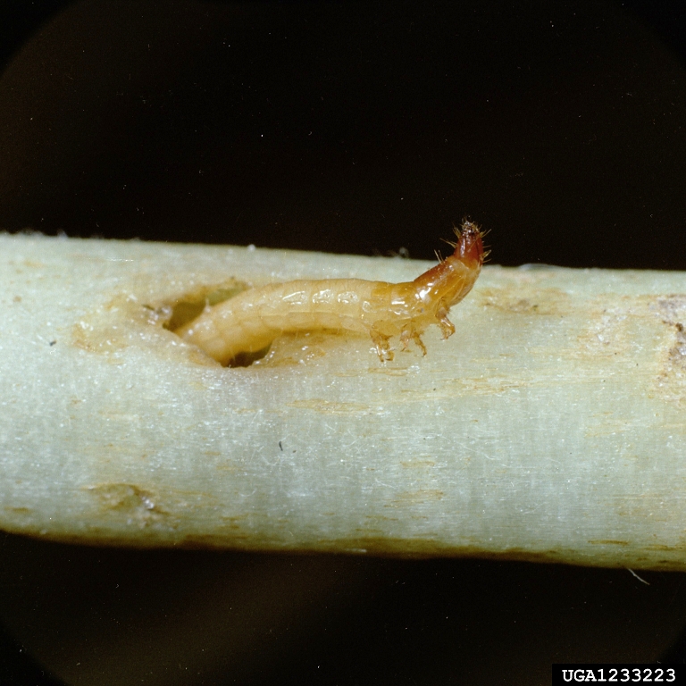 tobacco wireworm (Conoderus vespertinus)