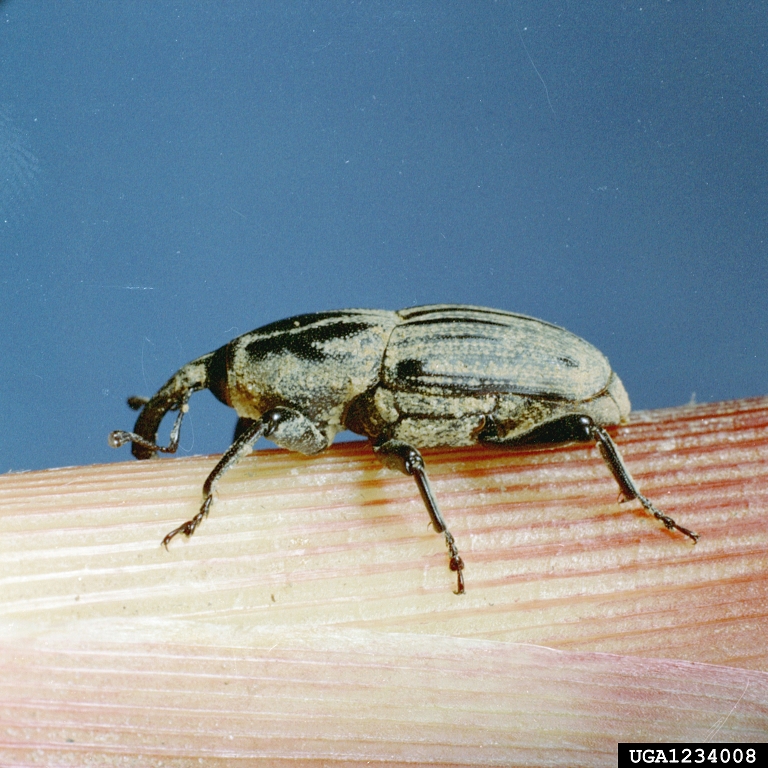 maize billbug (Sphenophorus maidis)