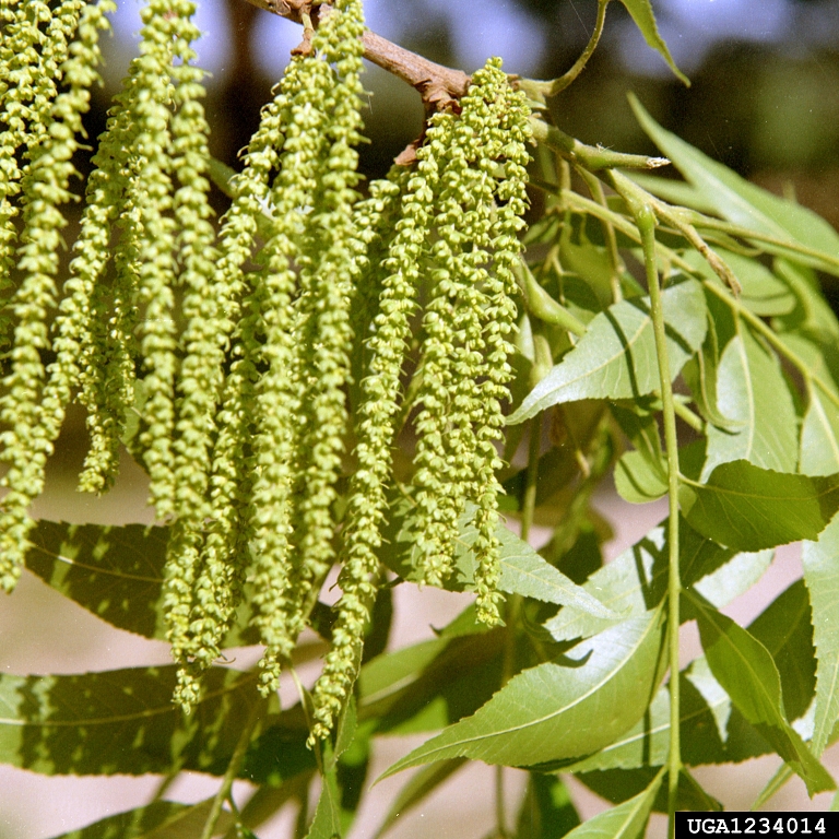 pecan, Carya illinoinensis (Juglandales Juglandaceae) 1234014