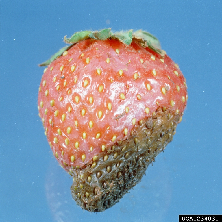 strawberry fruit rot