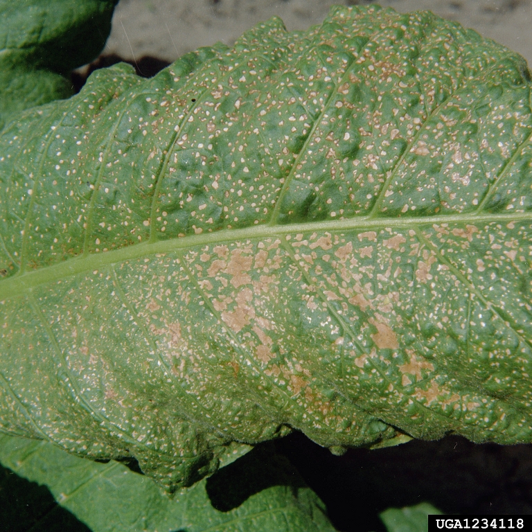 virus tobacco tobacco etch virus (TEV) (Potyvirus Tobacco etch virus)
