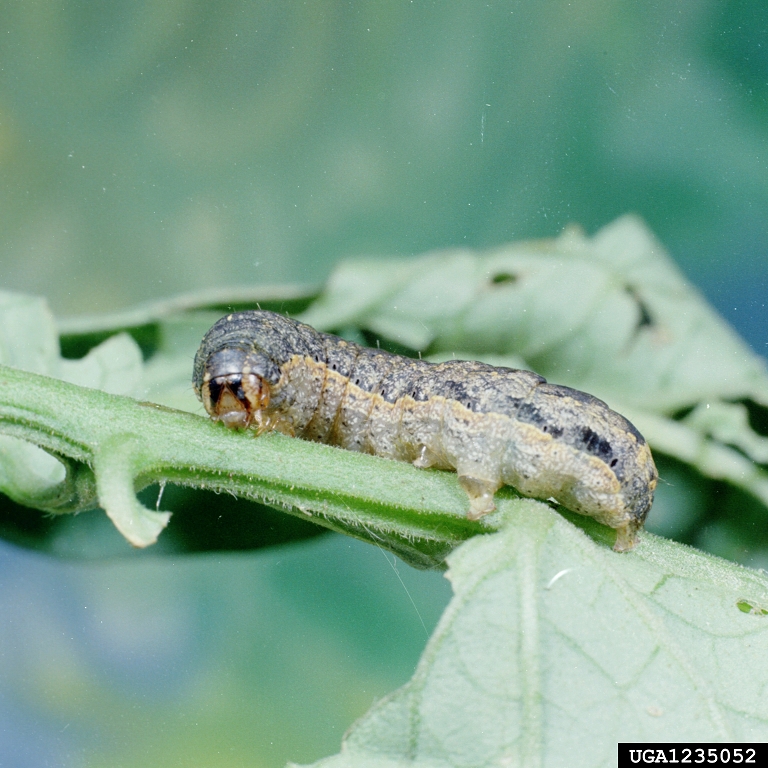 cutworms, loopers, owlet moths, and underwings (Family Noctuidae)