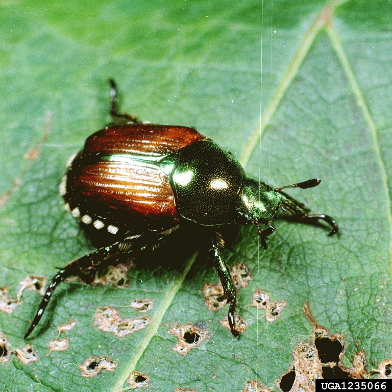 Japanese beetle (Popillia japonica)