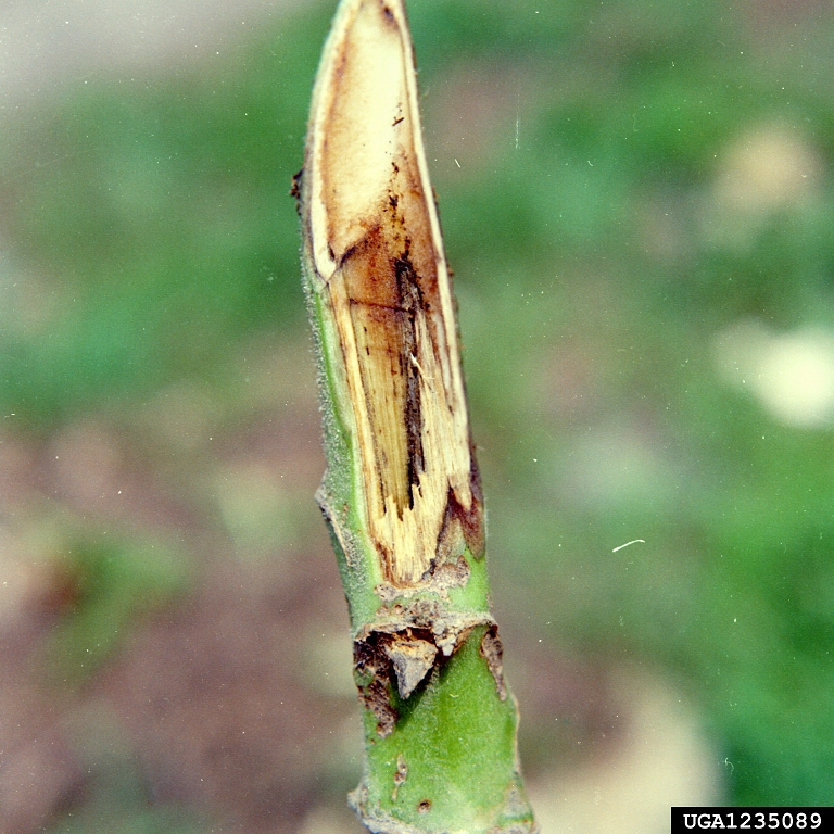 Southern bacterial wilt (Ralstonia solanacearum (except Race 3 Biovar 2 ...