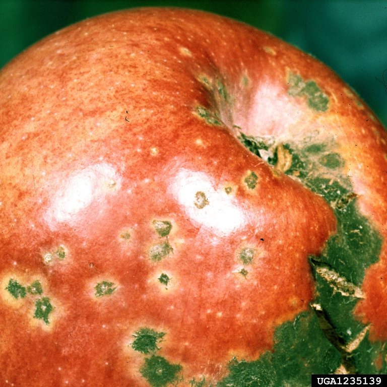 apple scab (<em>Venturia inaequalis</em>) symptoms on apple (<em>Malus domestica</em>)