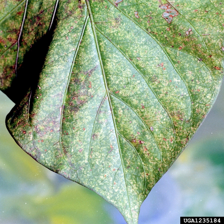 spider mites (Family Tetranychidae)