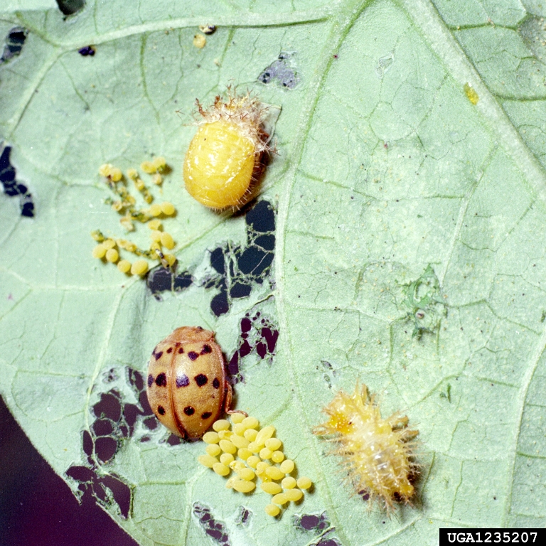 Mexican bean beetle (Epilachna varivestis ) on soybean (Glycine max